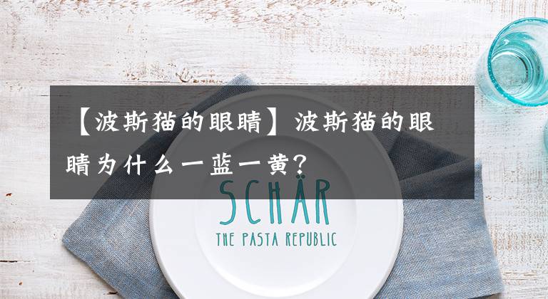 【波斯猫的眼睛】波斯猫的眼睛为什么一蓝一黄？