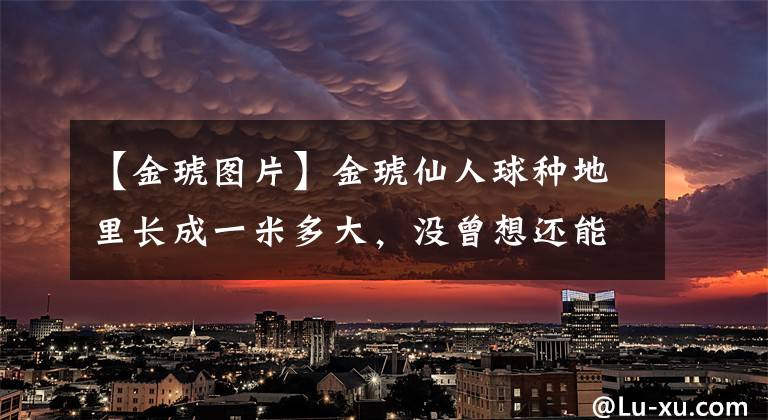 【金琥图片】金琥仙人球种地里长成一米多大，没曾想还能开花，花朵太精致了