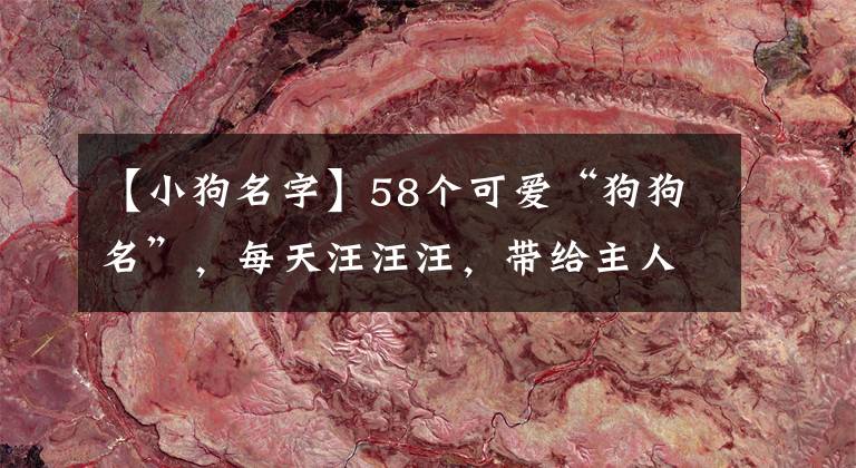 【小狗名字】58个可爱“狗狗名”，每天汪汪汪，带给主人欢乐
