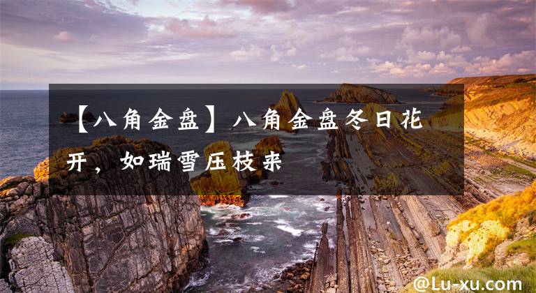 【八角金盘】八角金盘冬日花开，如瑞雪压枝来