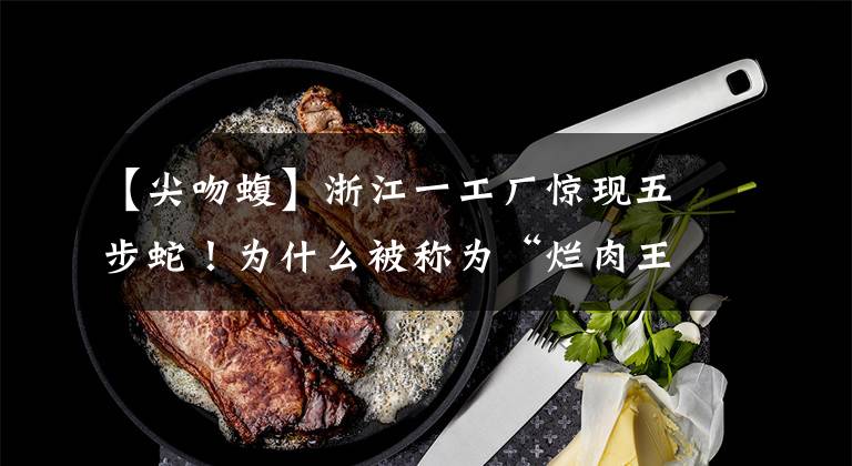 【尖吻蝮】浙江一工厂惊现五步蛇！为什么被称为“烂肉王”？被咬了怎么办？