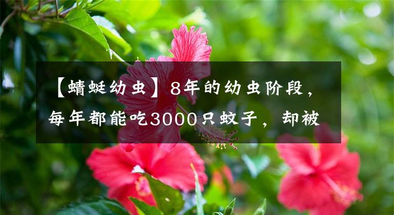 【蜻蜓幼虫】8年的幼虫阶段，每年都能吃3000只蚊子，却被当成美食端上餐桌