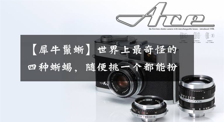 【犀牛鬣蜥】世界上最奇怪的四种蜥蜴，随便挑一个都能扮演异形