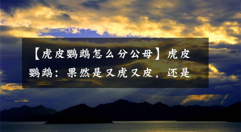 【虎皮鹦鹉怎么分公母】虎皮鹦鹉：果然是又虎又皮，还是移动的碎纸鸡