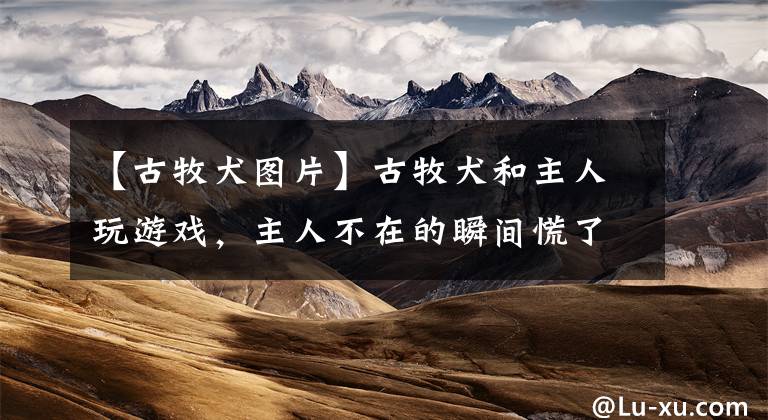 【古牧犬图片】古牧犬和主人玩游戏，主人不在的瞬间慌了