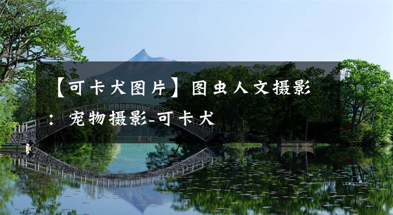 【可卡犬图片】图虫人文摄影：宠物摄影-可卡犬