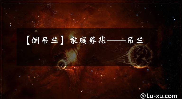 【倒吊兰】家庭养花——吊兰