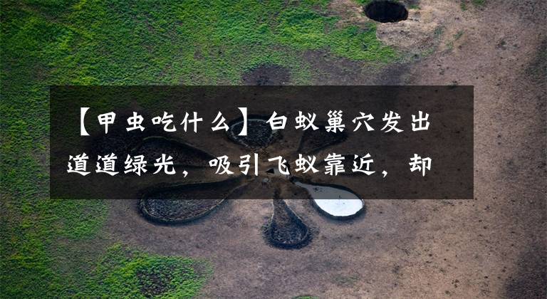 【甲虫吃什么】白蚁巢穴发出道道绿光,吸引飞蚁靠近,却是白蚁天敌甲虫设置陷阱