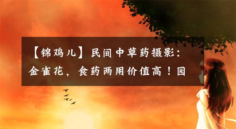 【锦鸡儿】民间中草药摄影：金雀花，食药两用价值高！园林花卉观赏美！