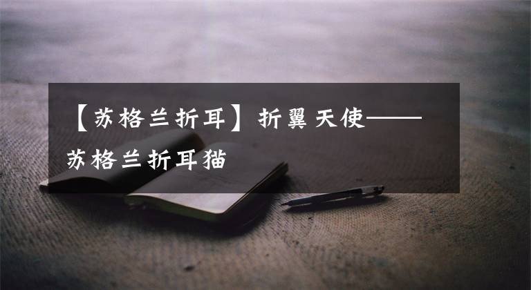 【苏格兰折耳】折翼天使——苏格兰折耳猫