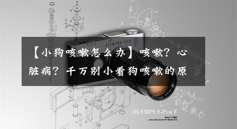 【小狗咳嗽怎么办】咳嗽？心脏病？千万别小看狗咳嗽的原因！