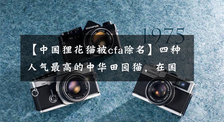 【中国狸花猫被cfa除名】四种人气最高的中华田园猫,在国外竟卖到一万多?