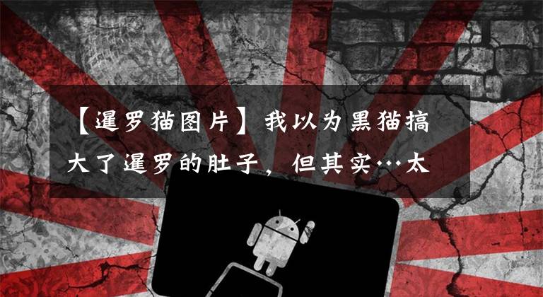 【暹罗猫图片】我以为黑猫搞大了暹罗的肚子，但其实…太尴尬了啊