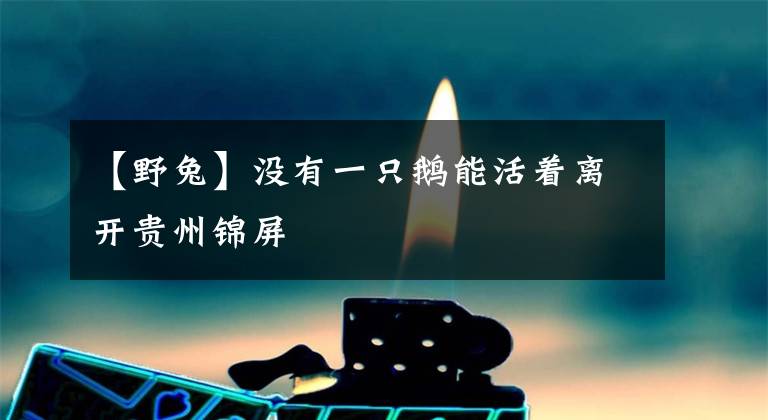 【野兔】没有一只鹅能活着离开贵州锦屏