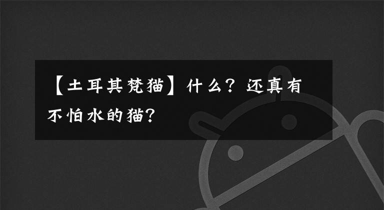 【土耳其梵猫】什么?还真有不怕水的猫?