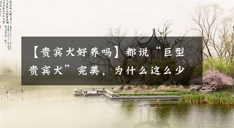 【贵宾犬好养吗】都说“巨型贵宾犬”完美，为什么这么少人养？因为一般人养不了