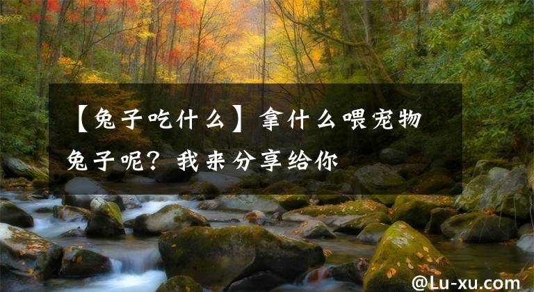 【兔子吃什么】拿什么喂宠物兔子呢？我来分享给你
