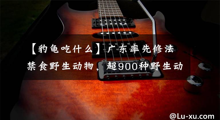 【豹龟吃什么】广东率先修法禁食野生动物，超900种野生动物不能吃！