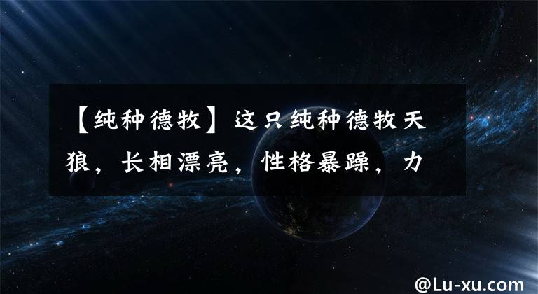 【纯种德牧】这只纯种德牧天狼，长相漂亮，性格暴躁，力气特大，来欣赏品评下