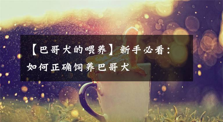 【巴哥犬的喂养】新手必看：如何正确饲养巴哥犬