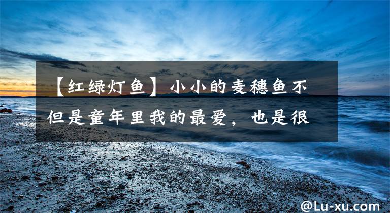 【红绿灯鱼】小小的麦穗鱼不但是童年里我的最爱，也是很多中大型观赏鱼的最爱