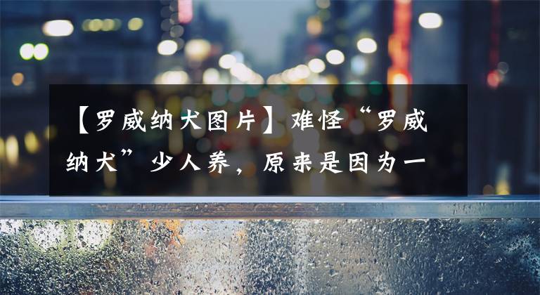 【罗威纳犬图片】难怪“罗威纳犬”少人养，原来是因为一般人养不了