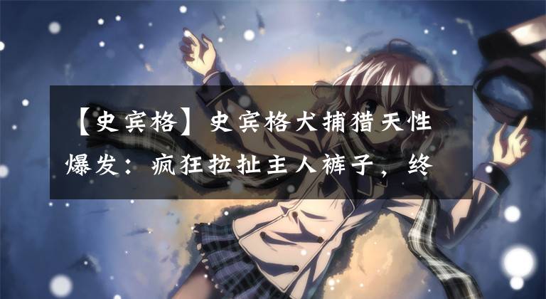 【史宾格】史宾格犬捕猎天性爆发：疯狂拉扯主人裤子，终把主人咬到满腿血痕
