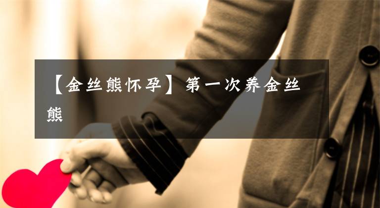 【金丝熊怀孕】第一次养金丝熊