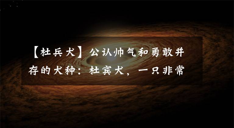 【杜兵犬】公认帅气和勇敢并存的犬种：杜宾犬，一只非常凶猛的狗狗