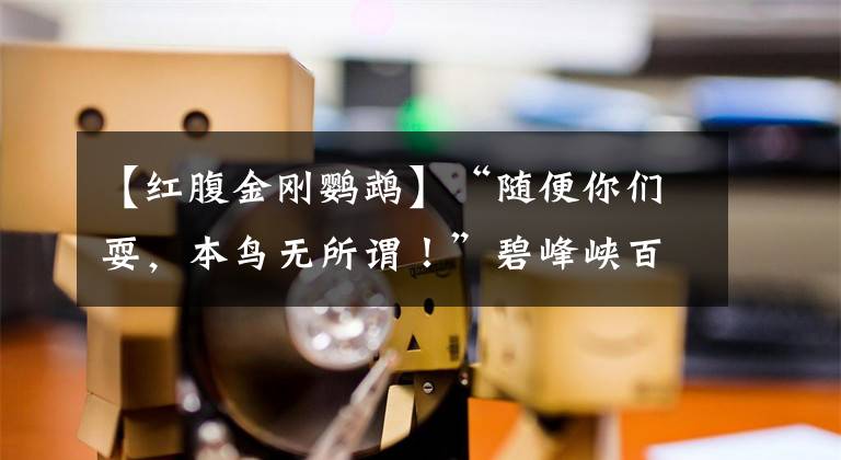 【红腹金刚鹦鹉】“随便你们耍，本鸟无所谓！”碧峰峡百鸟园好大的气场！