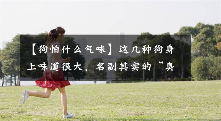 【狗怕什么气味】这几种狗身上味道很大，名副其实的“臭狗”