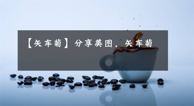 【矢车菊】分享美图，矢车菊