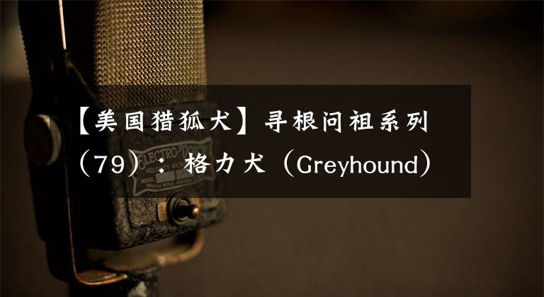 【美国猎狐犬】寻根问祖系列(79):格力犬(Greyhound)