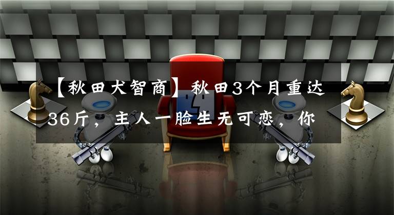 【秋田犬智商】秋田3个月重达36斤,主人一脸生无可恋,你敢再胖一点吗?