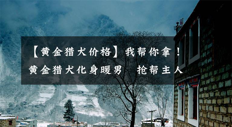 【黄金猎犬价格】我帮你拿！黄金猎犬化身暖男　抢帮主人提东西回家