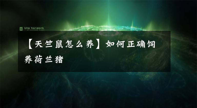 【天竺鼠怎么养】如何正确饲养荷兰猪