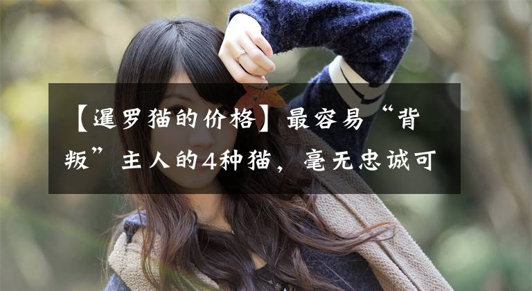 【暹罗猫的价格】最容易“背叛”主人的4种猫,毫无忠诚可言,谁养谁后悔