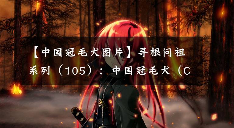 【中国冠毛犬图片】寻根问祖系列（105）：中国冠毛犬（Chinese Crested）