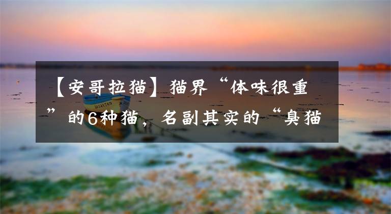 【安哥拉猫】猫界“体味很重”的6种猫,名副其实的“臭猫”