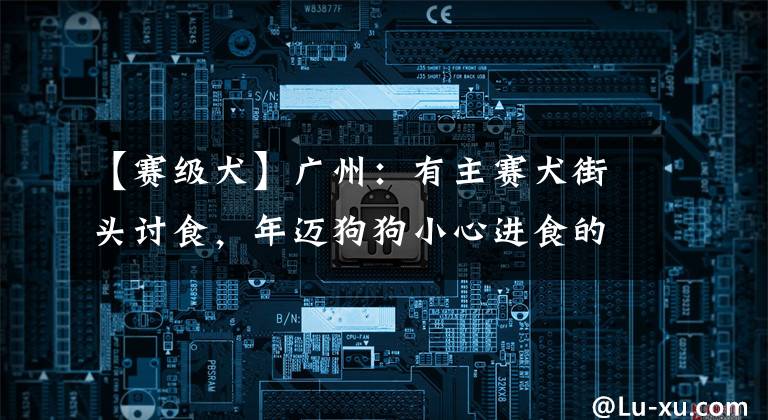 【赛级犬】广州：有主赛犬街头讨食，年迈狗狗小心进食的画面，着实让人心酸