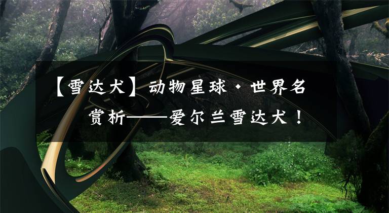 【雪达犬】动物星球·世界名犬赏析——爱尔兰雪达犬！