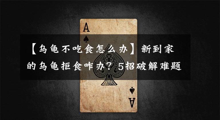 【乌龟不吃食怎么办】新到家的乌龟拒食咋办？5招破解难题
