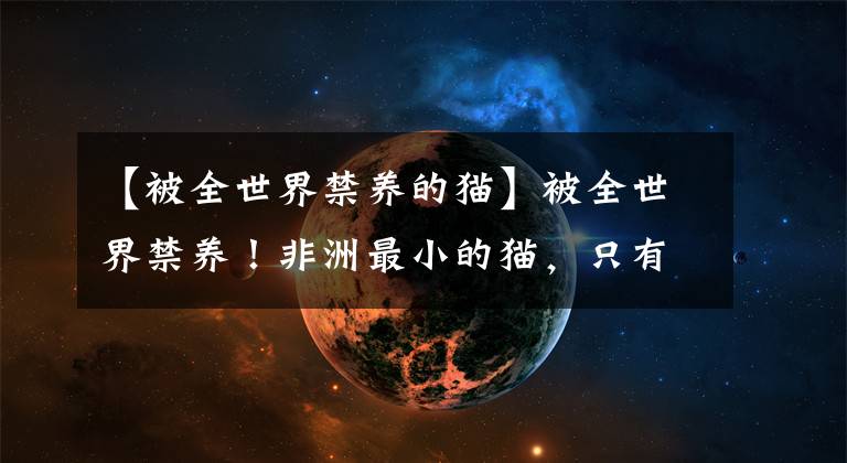 【被全世界禁养的猫】被全世界禁养!非洲最小的猫,只有手掌大,传说能杀死长颈鹿