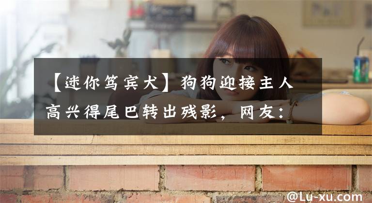 【迷你笃宾犬】狗狗迎接主人高兴得尾巴转出残影,网友:还以为开了倍速