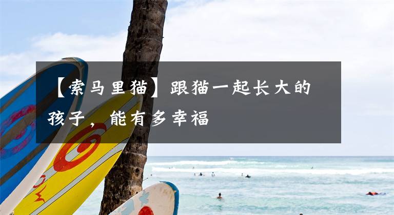 【索马里猫】跟猫一起长大的孩子,能有多幸福