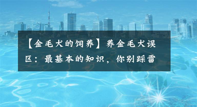 【金毛犬的饲养】养金毛犬误区：最基本的知识，你别踩雷了