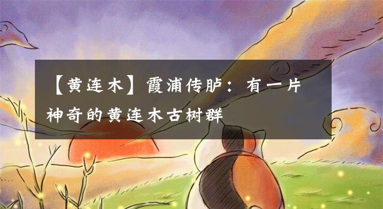 【黄连木】霞浦传胪:有一片神奇的黄连木古树群