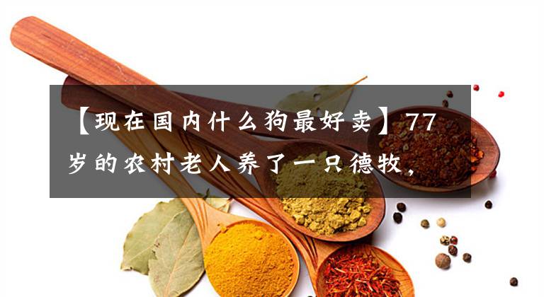 【现在国内什么狗最好卖】77岁的农村老人养了一只德牧,卖了小狗,作为人气商品每年赚5000元,让我们看看长什么样。