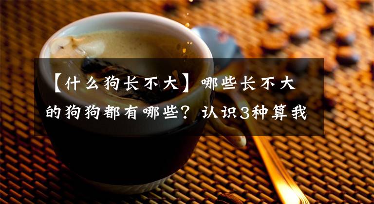 【什么狗长不大】哪些长不大的狗狗都有哪些？认识3种算我输