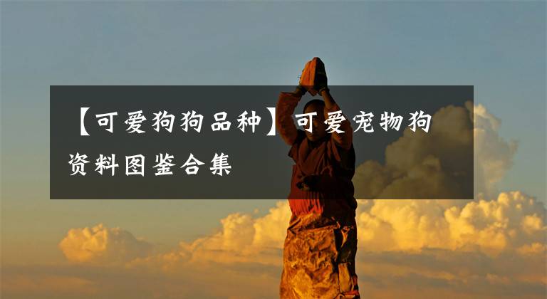 【可爱狗狗品种】可爱宠物狗资料图鉴合集